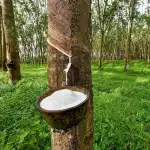 Natural Rubber